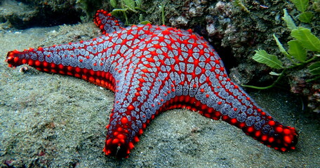 Costa Rica Sea Life