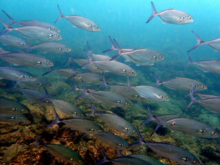 Fototapeta premium Costa Rica Sea Life