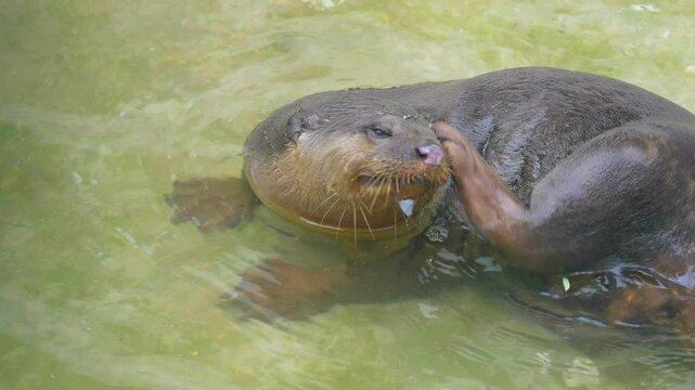 Giant Otter or Giant River Otter (Pteronura brasiliensis), South American Carnivorous Mammal Scimitar 4k Slow Motion 120fps
