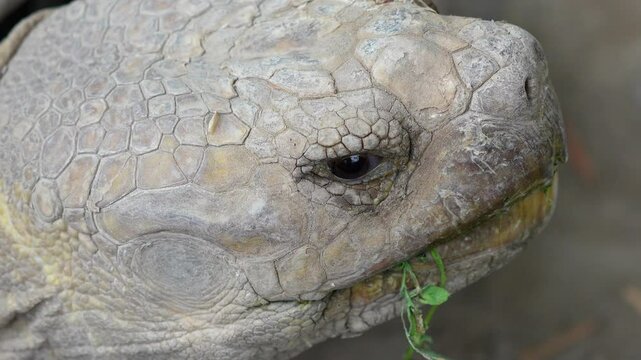 Giant Tortoises, Large Land Tortoises Including Extinct Species, with Extant Species in the Indian Ocean and Gal&aacute;pagos Islands Scimitar 4k Slow Motion 120fps