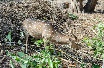 Chital or Spotted Deers in  Nisargadhama forest park at Kushalnagar, India