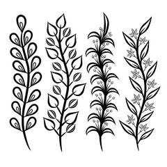 Minimalist botanical graphic sketch drawing, floral elements vector illustration, line drawn black and white