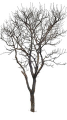 A bare tree with no leaves stands tall against a white background. The tree's branches are reaching towards the sky.