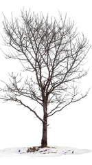 A bare tree with no leaves stands in a snowy patch of ground. It's a wintery scene with a cold feel.