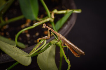 praying mantis