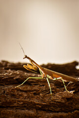 praying mantis on a tree