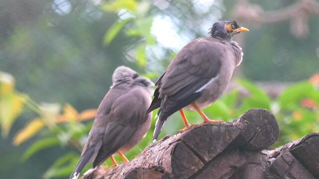 Common Myna or Indian Myna (Acridotheres tristis), Bird in the Family Sturnidae, Native to Asia Scimitar 4k Slow Motion 120fps