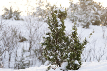 Texas snow weather during winter season in natural landscape, holiday Christmas background.