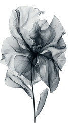 A single translucent flower with delicate petals is captured in a monochrome photography style, creating a visually captivating and artistic image.