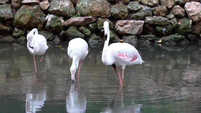 Greater Flamingo (Phoenicopterus roseus) Standing in Water Scimitar 4k Slow Motion 120fps