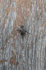 Black fly on chipped wood.
