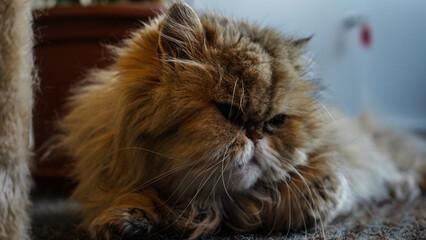 red persian cat © Kamil