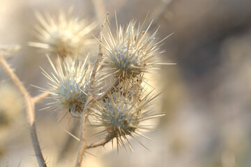 Solanum rostratum, buffalo bur plant with dried seed pod closeup.