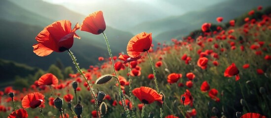 Obraz premium Poppies Bloom In The Mountains Poppy Fields In A Mountainous Area