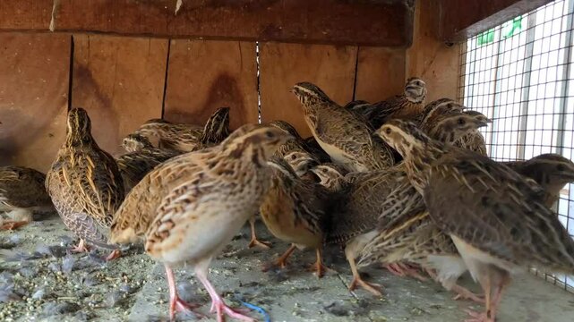 Common Quail (Coturnix coturnix), or European Quail, Small Ground-Nesting Game Bird in the Pheasant Family Phasianidae Scimitar 4k Footage