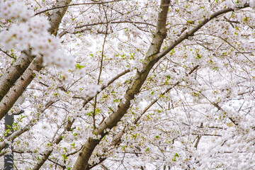 Hongkou District, Shanghai - Cityscape with cherry blossoms in full bloom in spring