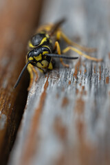 The wasp bites the wood for its nest.
