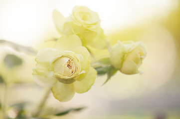 Flowers of climbing rose light yellow color with water drops and blurred natural background