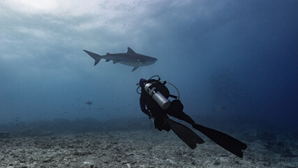 scuba diver and shark