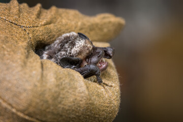 An open-jawed bat in a leather glove.

