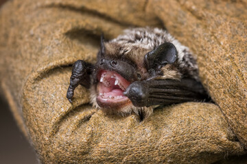 An open-jawed bat in a leather glove.

