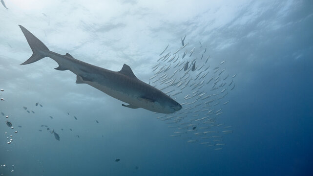 Tiger Shark