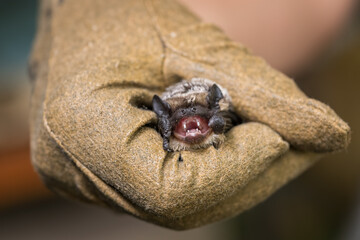 An open-jawed bat in a leather glove.
