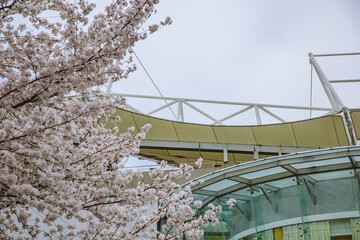 Hongkou District, Shanghai - Cityscape with cherry blossoms in full bloom in spring