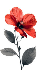 A vibrant red hibiscus flower in full bloom against a pure white background. The flower's delicate petals are showcased in a stunning close-up shot, with the leaves in a contrasting shade of grey.