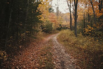 Obraz premium Vibrant Autumn Forest with Winding Dirt Path - Scenic Fall Landscape for Travel and Outdoor Adventure