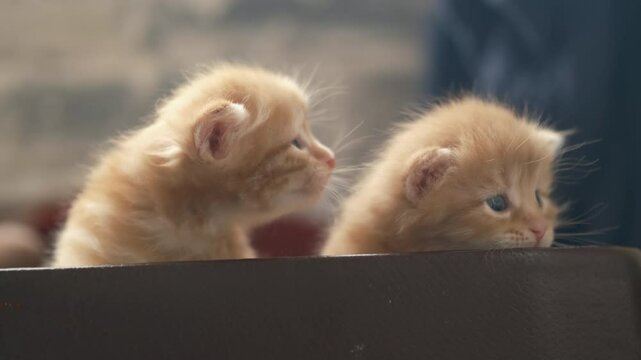 kittens small domestic, in a box. red funny cats, babies, close-up