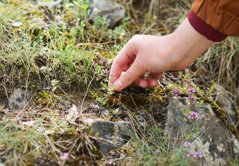 Woman hand collects plant thymus in the wild. Natural. Woman gathers medicinal herbs