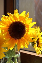 sunflowers on a wooden table