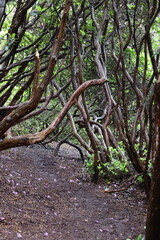 tree in the woods