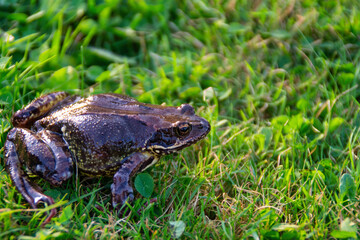 Wild Frog Perched on Lush Green Grass in Natural Habitat