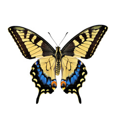 Fototapeta premium A yellow butterfly with black stripes