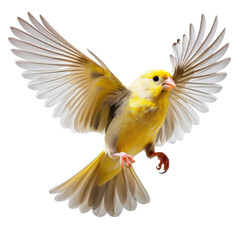 A yellow bird in flight © Easy