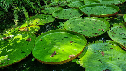 Vit&oacute;ria R&eacute;gia