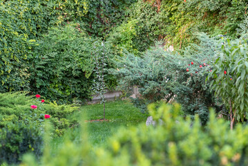 Obraz premium A young apple tree is in focus and other plants are out of focus. Garden.