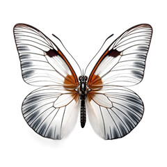 Close-up of a butterfly