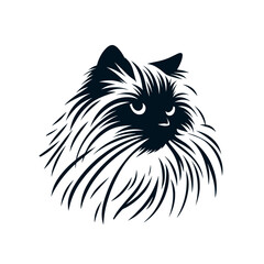 Fototapeta premium A Himalayan cat with long hair and a black face