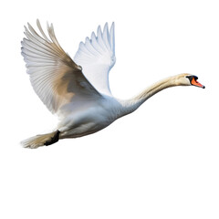White swan in flight © Easy