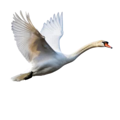 Fototapete Rund White swan in flight © Easy