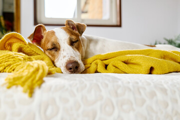 Jack Russell Terrier dog sleeping on owner's bed wrapping in yellow blanket. Autumn mood.