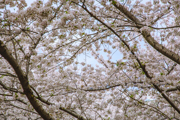 Hongkou District, Shanghai - Cityscape with cherry blossoms in full bloom in spring