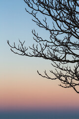 Dark silhouette of branches of a tree at sunset. Background