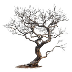 Fototapeta premium An image of a single tree, devoid of leaves, its gnarled branches reaching toward the sky. The tree is set against a white background. It conveys a sense of winter and the passing of time.