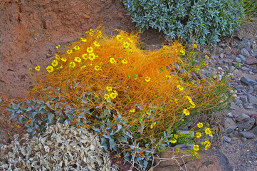 An image of the the parasitic plant called dodder in bloom
