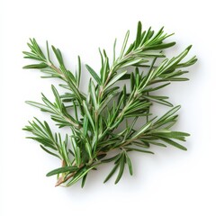 Fototapeta premium A lone twig of rosemary set on a clean white surface. 