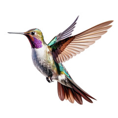 Fototapeta premium Hummingbird in flight